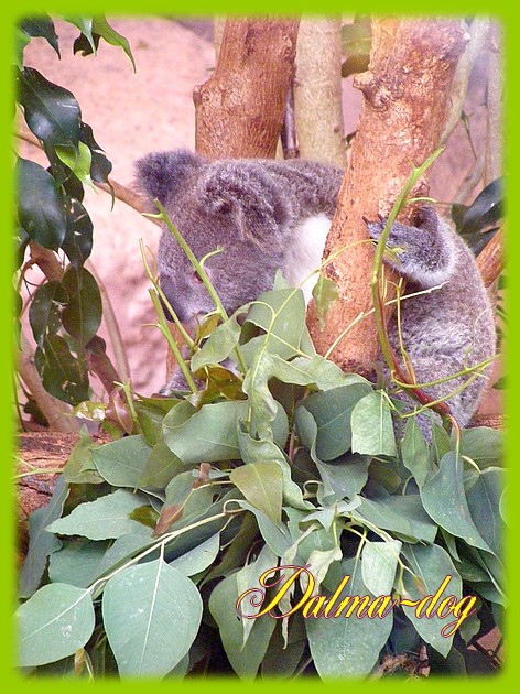 koala