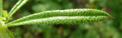 Galium aparine - gaillet gratteron