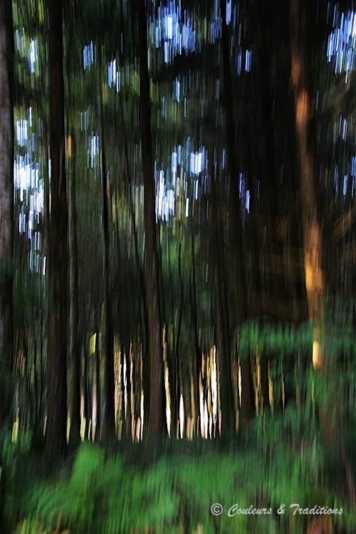 Forêt du Sidobre