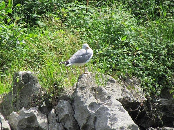 Mouette