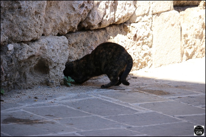 Le chat en Grèce