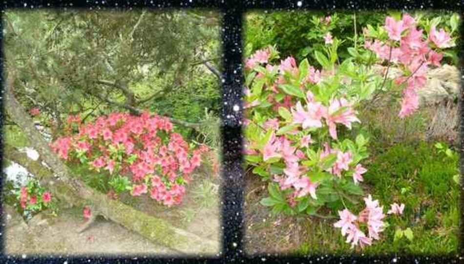 Jardin japonais de l’hôpital d’Aincourt.