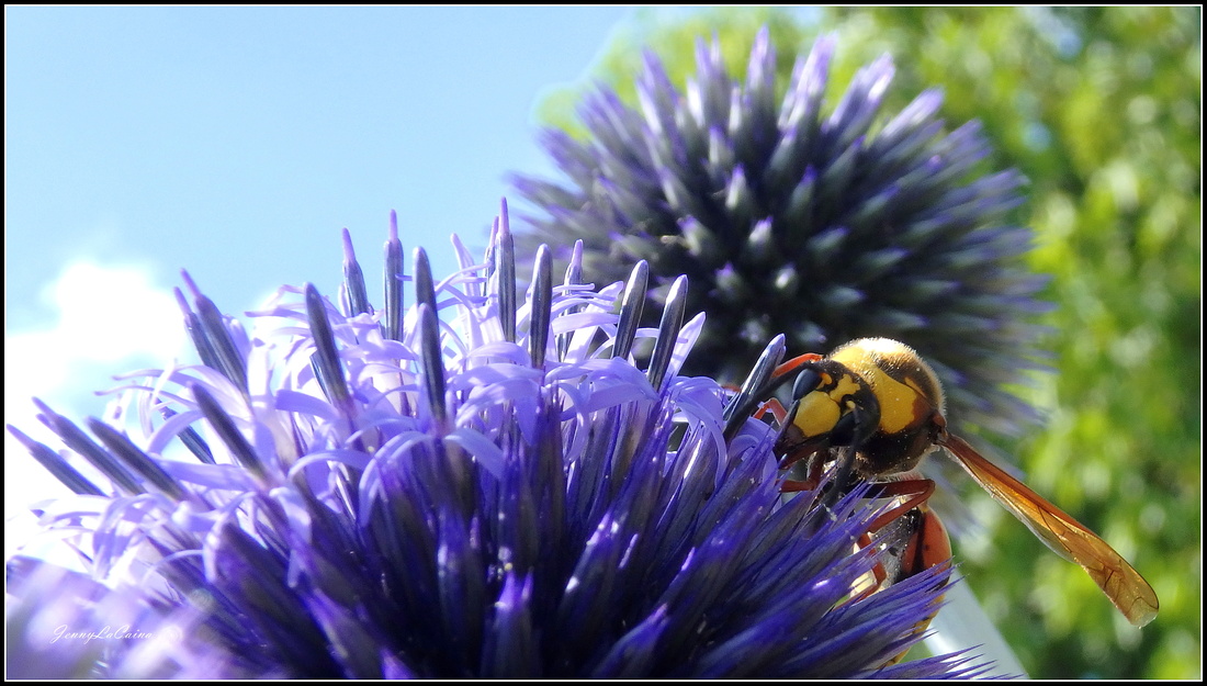 Echinops bannaticus 'Blue Globe'