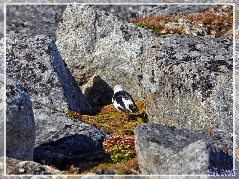 Quelques oiseaux de l'île Ytre Norskoya - Svalbard - Norvège