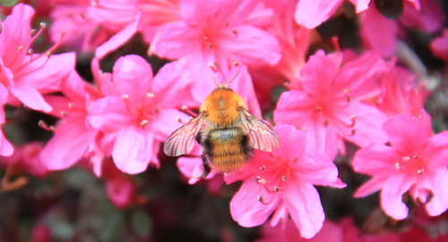 Il est revenu le temps des fleurs....