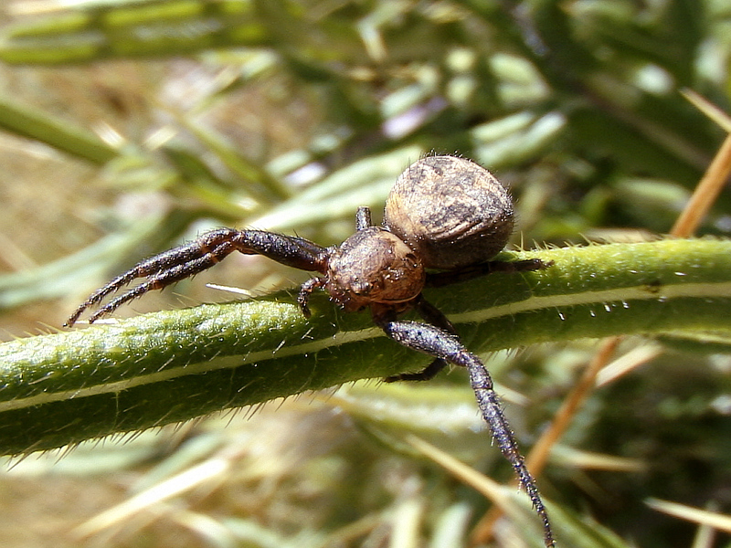 Thomise ozyptila (araignée crabe de 4 mm environ) - Cagire - 31