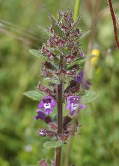 Acinos arvensis