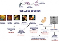 CELLULES SOUCHES