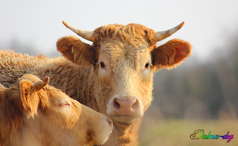 vache et taureau