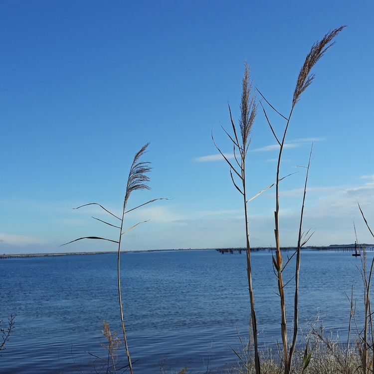 Marseillan