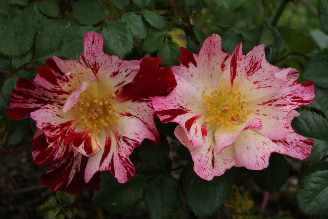 rosier panaché rouge et blanc ' Hanabi ' de Tom Carruth