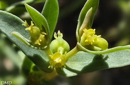 Euphorbia exigua - euphorbe fluette