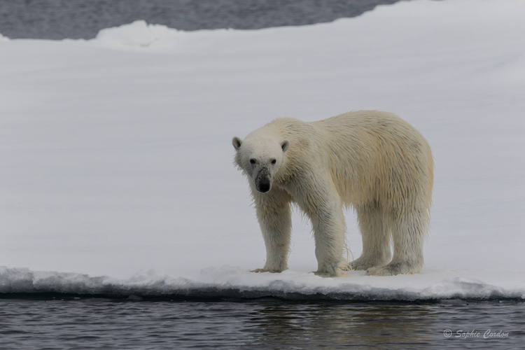 Un peu d'ours