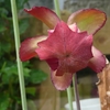 orchidée in vitro 007.JPG