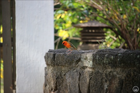 Le Cardinal ou Foudi Rouge