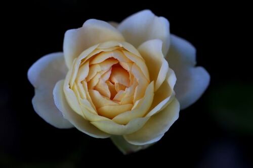 Encore toujours des roses à la Roseraie