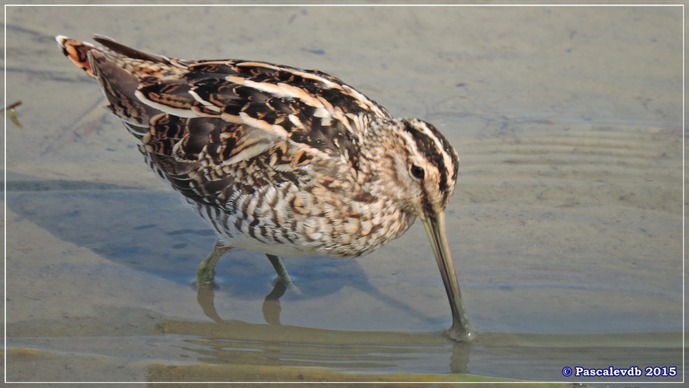 Réserve ornithologique du Teich (mars 2015) -3/8