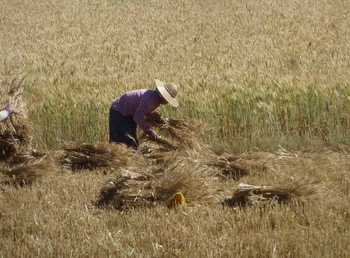 le paysan fait des gerbes de blé