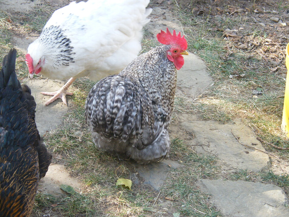 Des Poules Pondeuses dans son Jardin