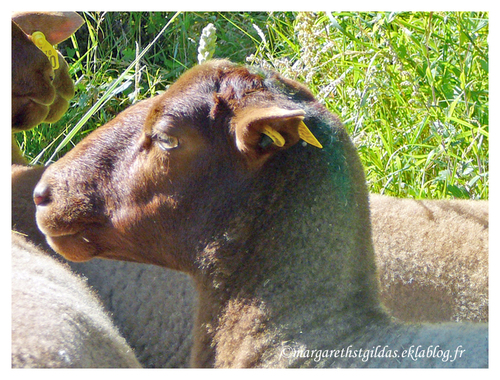 Saumur : Présentation des brebis - Presentation of ewes