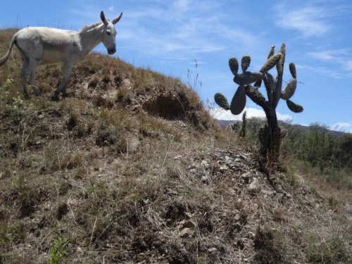 La horde sauvage à Vilcabamba