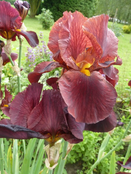 iris