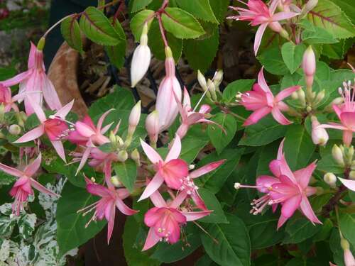 Fuchsia Waltz Jubelteen