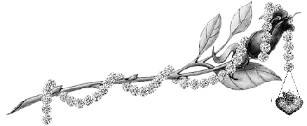 Cassadee Pope - Summer