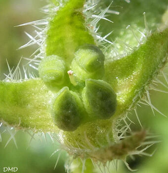 Anchusa arvensis - Lycopsis arvensis - buglosse des champs