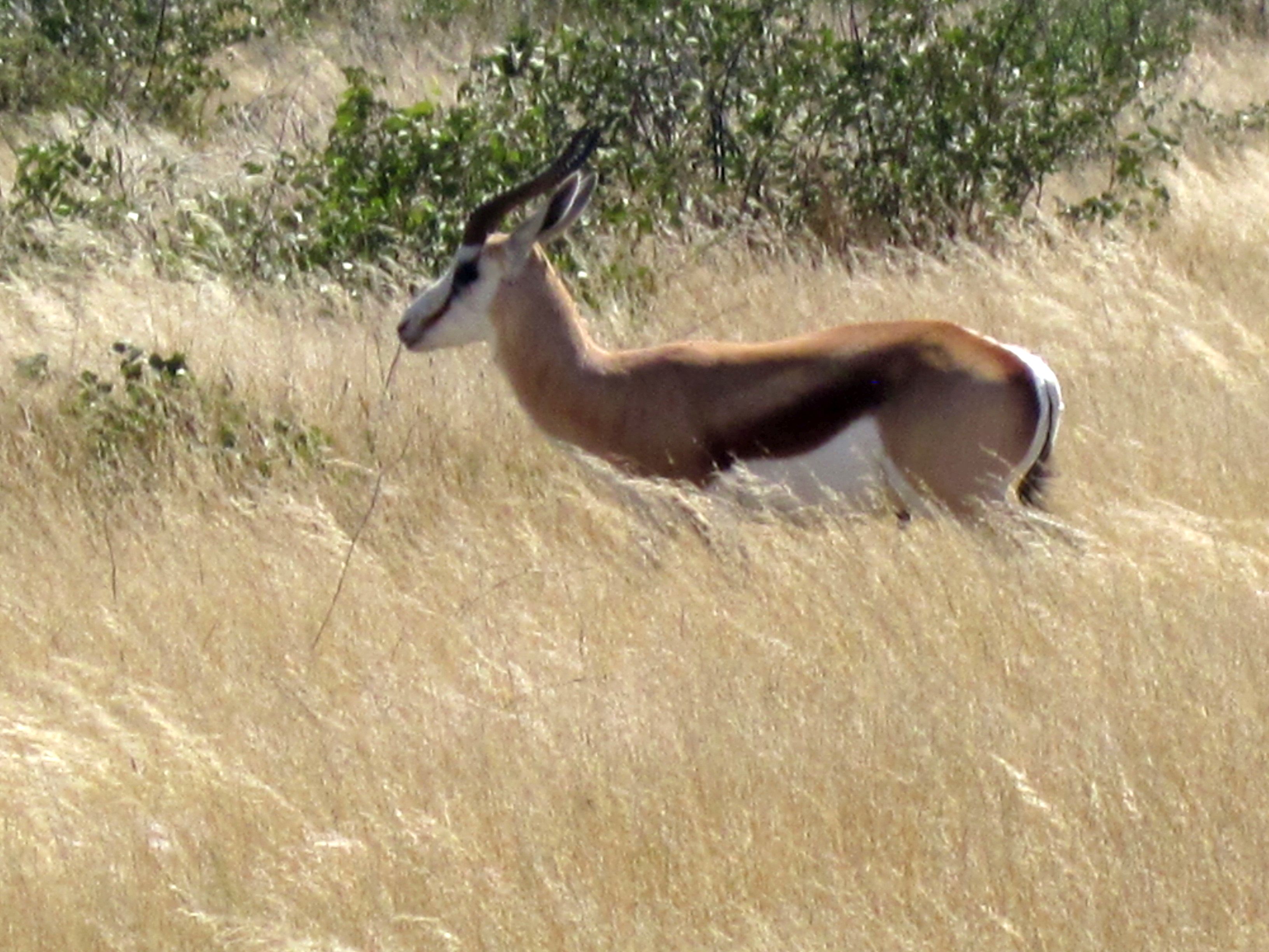 Parc d'Etosha