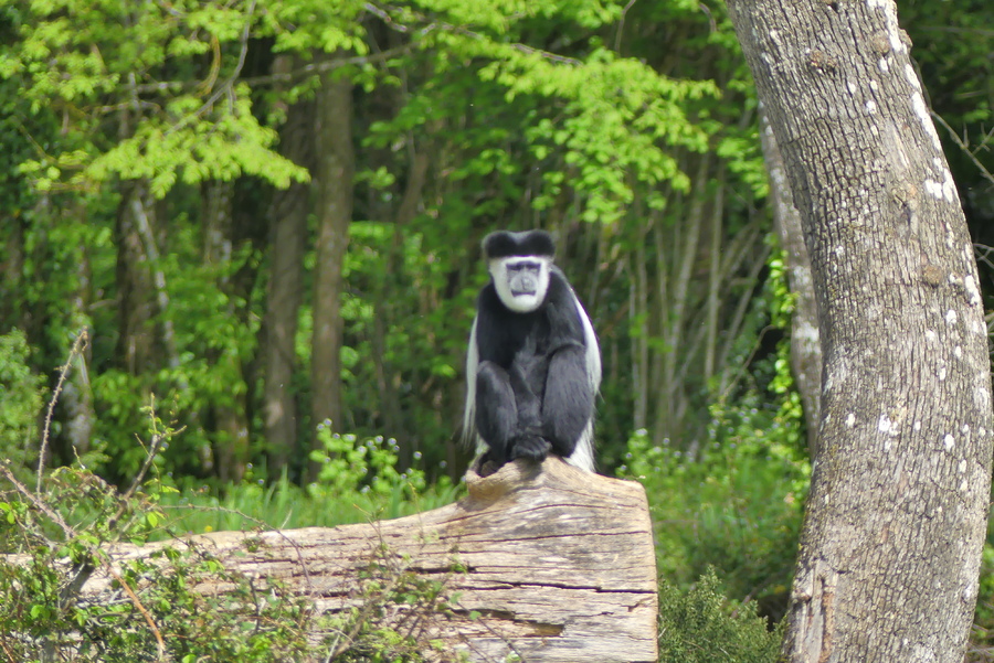 La vallée des singes,2