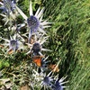 Chardon bleu des Pyrénées ou Panicaut de Bourgat (Eryngium bourgatii)