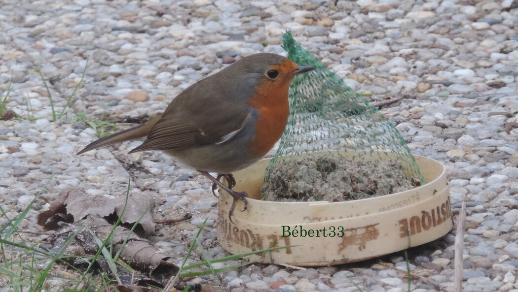 les oiseaux viennent manger ...