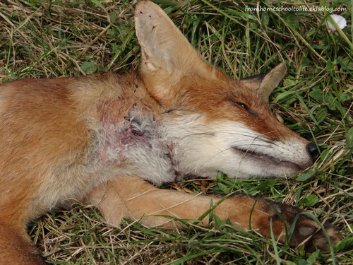 Blessure d'un jeune renard trouvé mort sur le bord d'une route de campagne