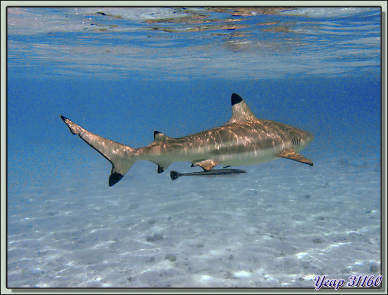 Snorkeling dans le lagon : Rémora fuselé (Echeneis naucrates) - Bora Bora - Polynésie française