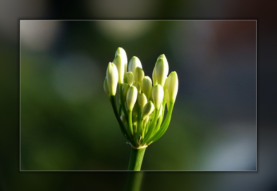 Inflorescences 