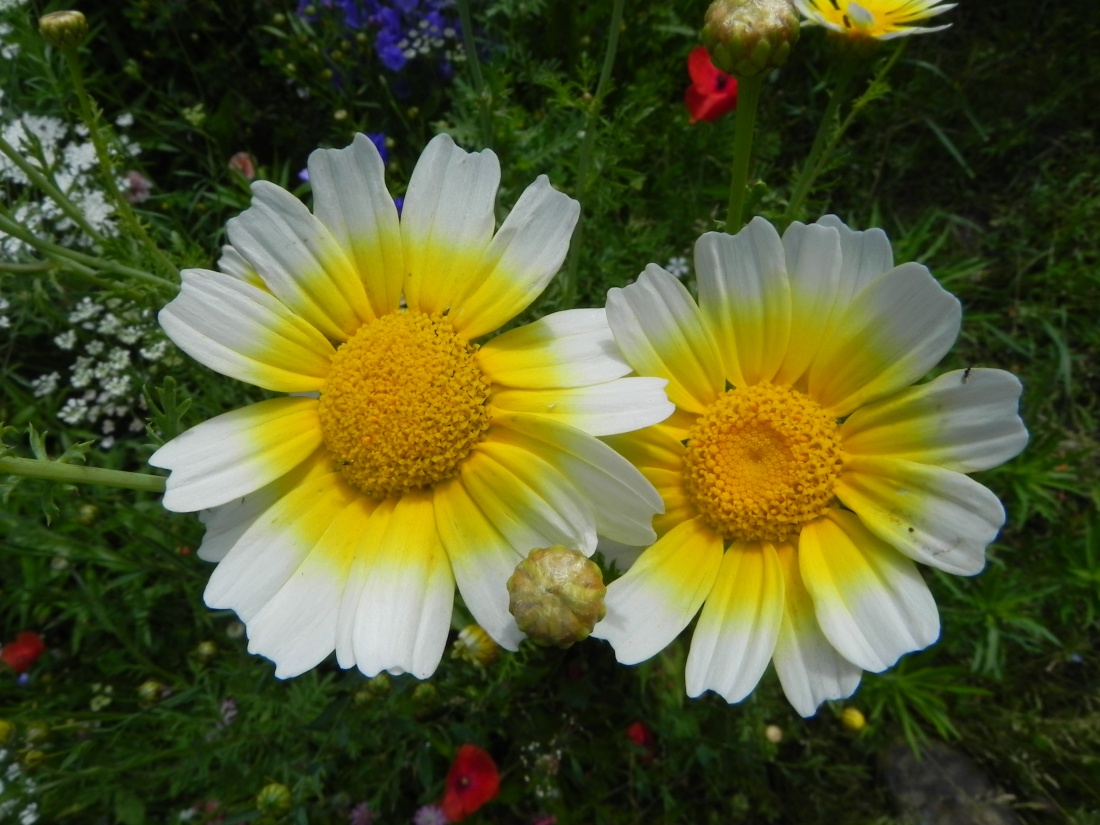 quelques fleurs du jardin !