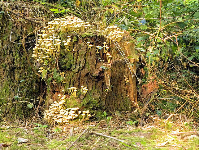 Coiffure d'automne