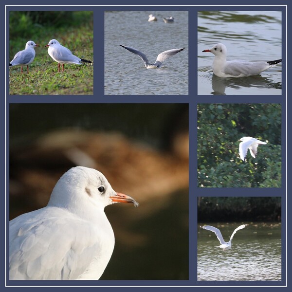 Mouette mouette