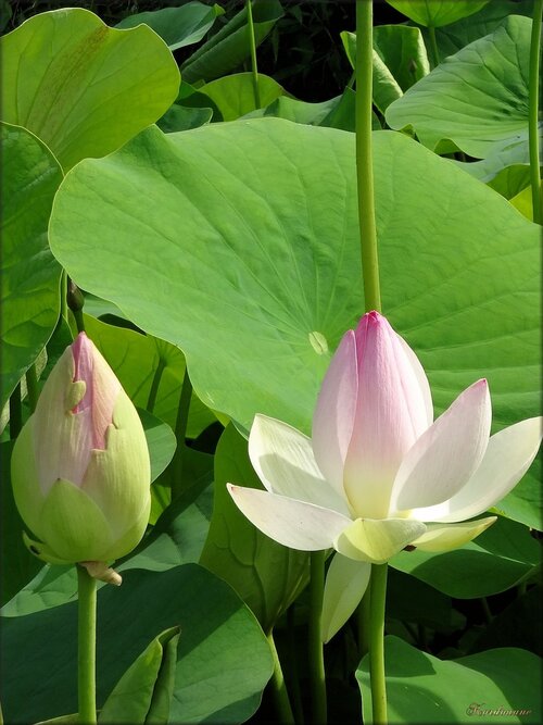 Lotus (parc floral de la Court d'Aron)