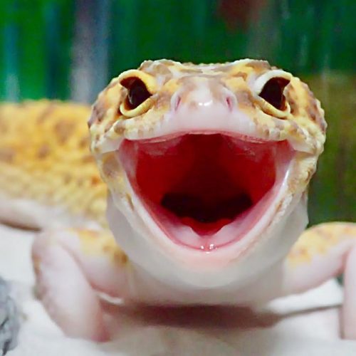 (-*♥*-) Un gecko ne cesse de sourire en recevant un jouet qui lui ressemble  (-*♥*-)