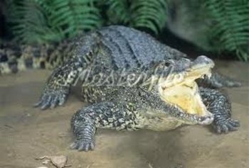 10 - Crocodylus rhombifer