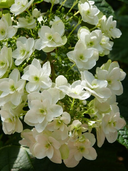 hydrangea Snowflake