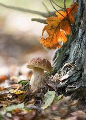 Peut être une image de vesse-de-loup et champignon