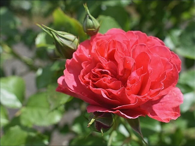 Les premières roses de l'année