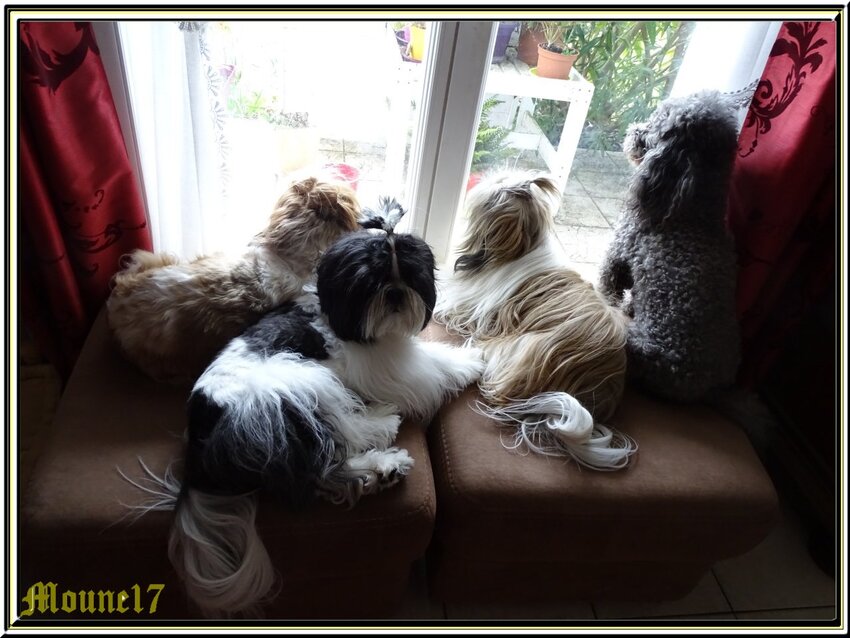 1 caniche, 3 shih tzu, 2 maine coon animation asurée à la maison 