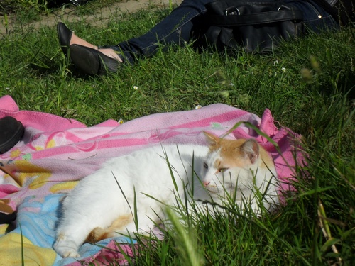 CASSIS CHOUCHOU CALINE en pleine sieste au soleil 