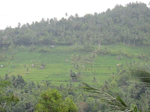 BALI : Ubud