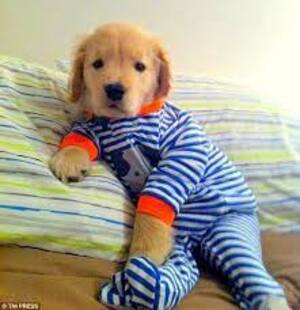 mode fashion dog pajamas fashion 