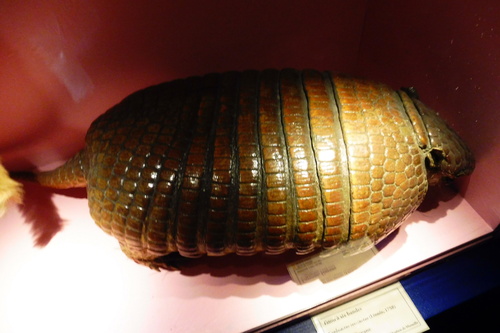 Marseille le Muséum d'histoire naturelle du Palais Longchamp.